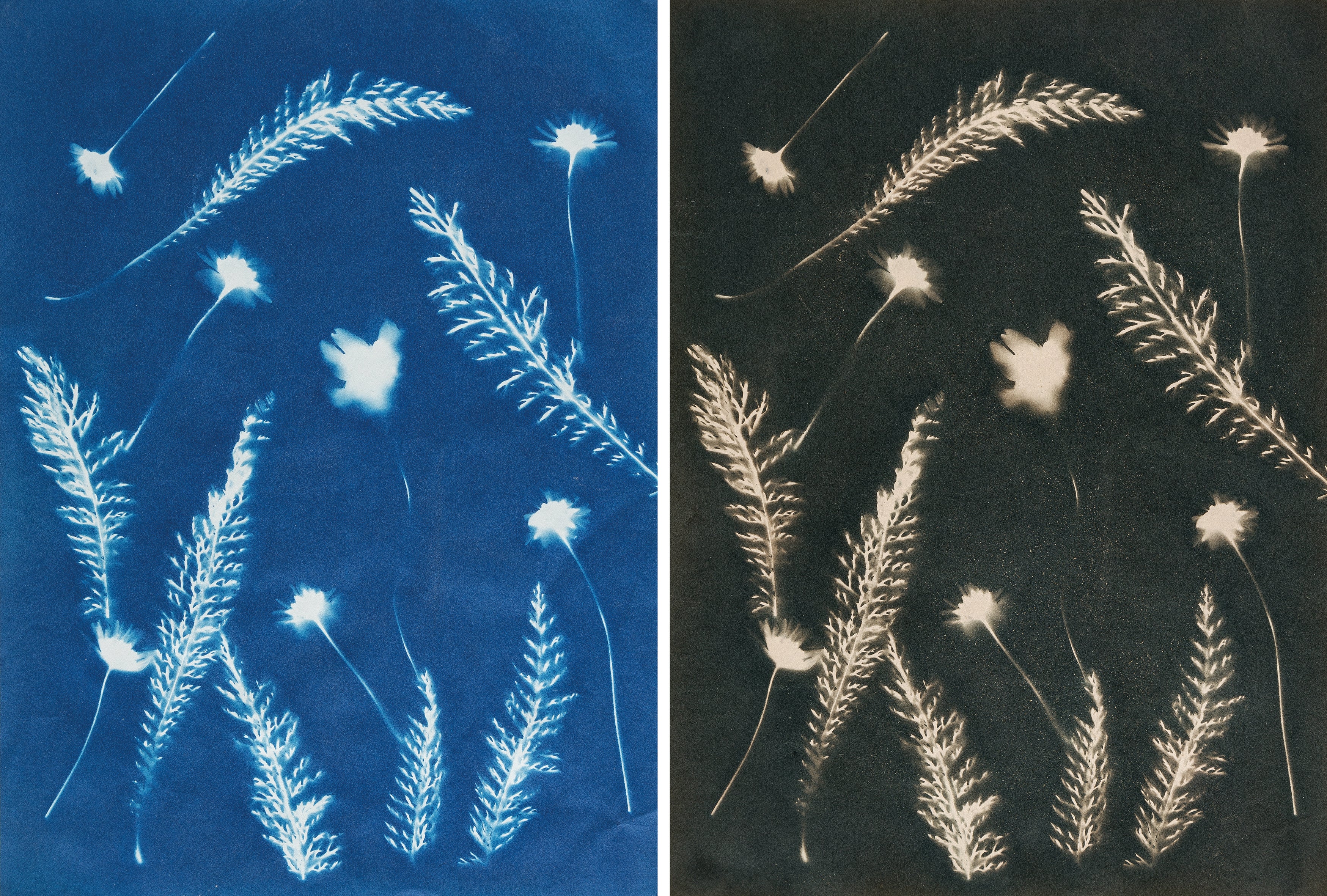 Photo laboratory workshop - cyanotype (Marc Stache - NRW)