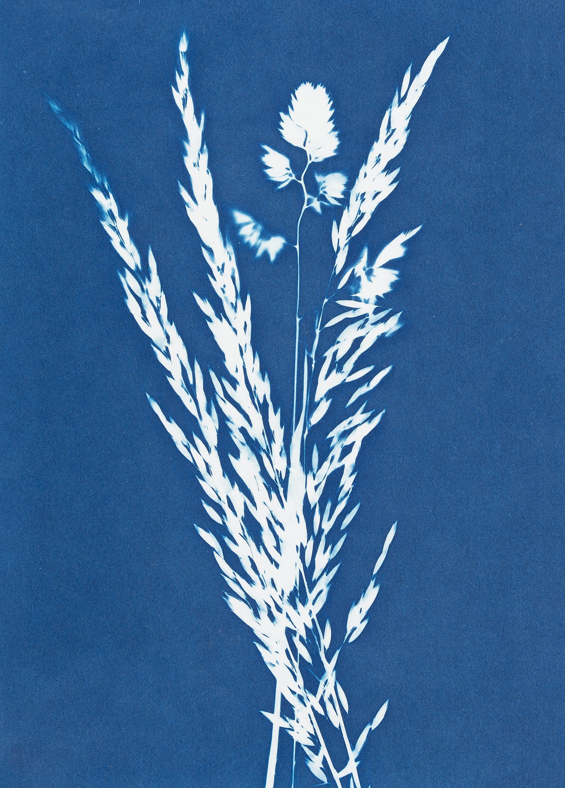 Photo laboratory workshop - cyanotype (Marc Stache - NRW)