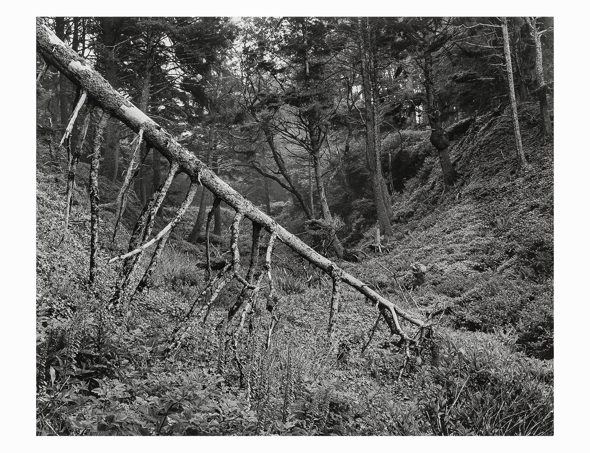 Ilford Multigrade FB Classic 1K (glänzend) 50,8x 61cm (10 Blatt)