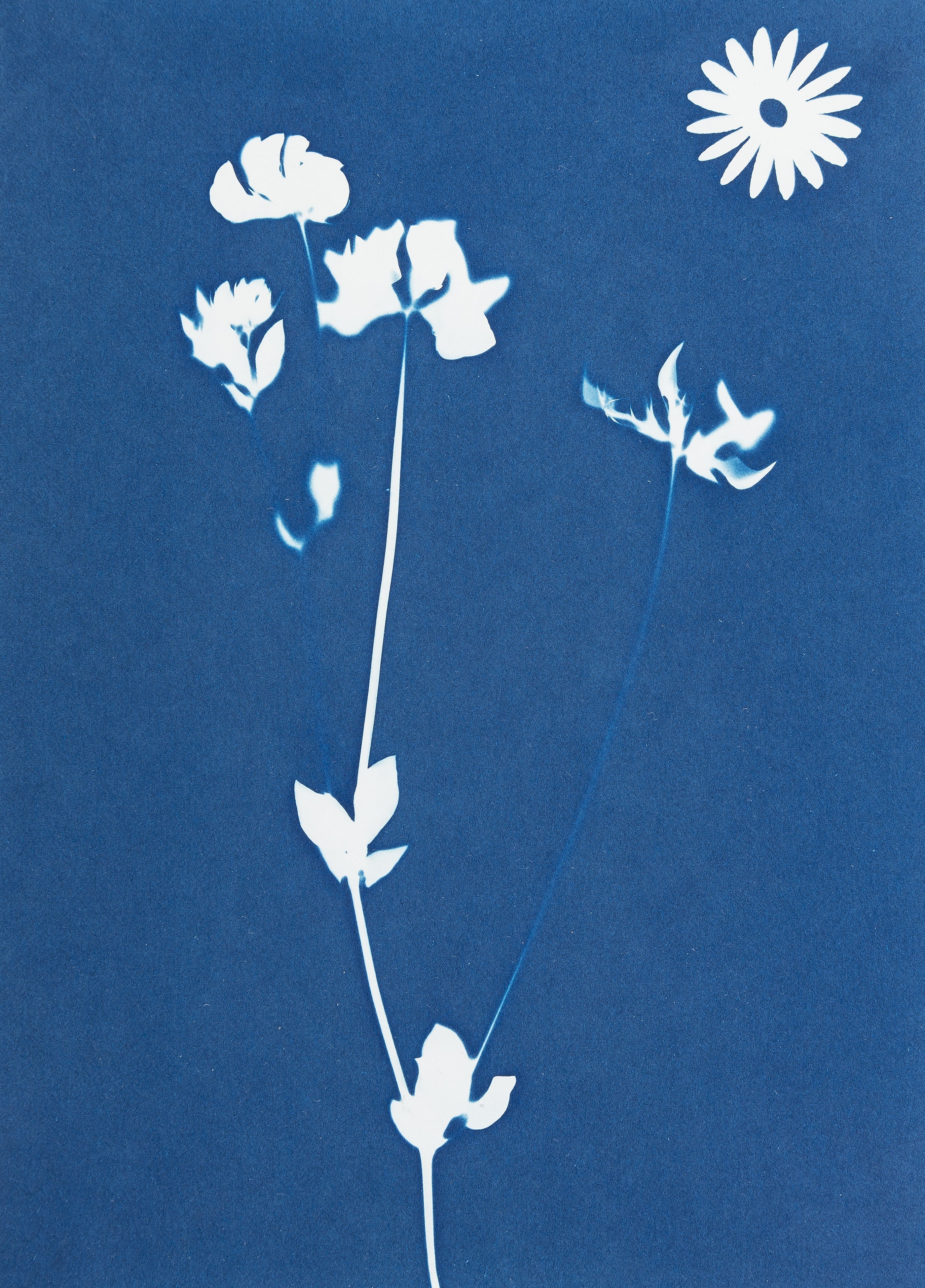 Cyanotypie Solar Fotopapier (gebrauchsfertig)