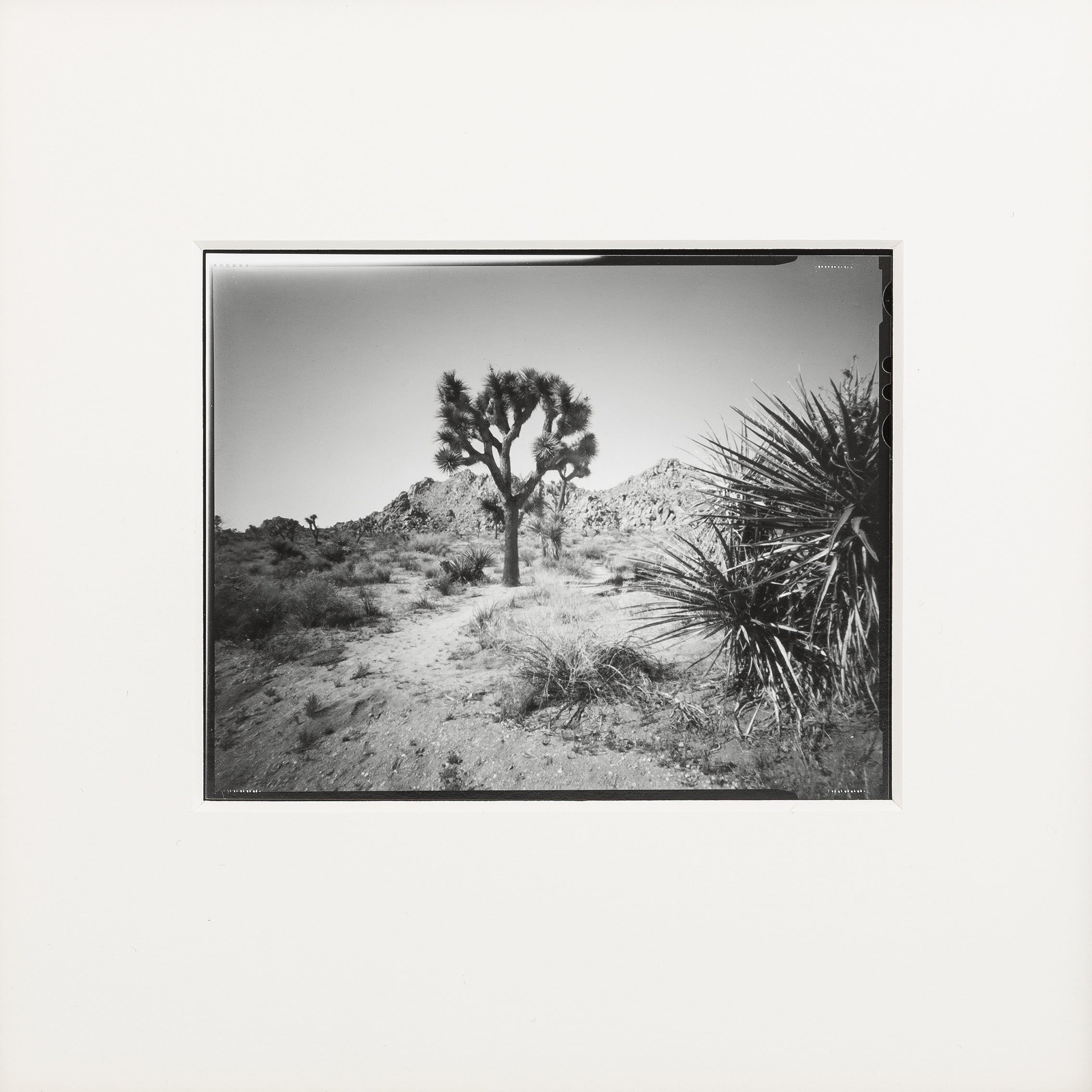 Westcoast Pinholes - Yoshua Tree